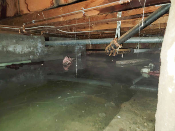 Best Mold removal after water damage  in Battlement Mesa, CO